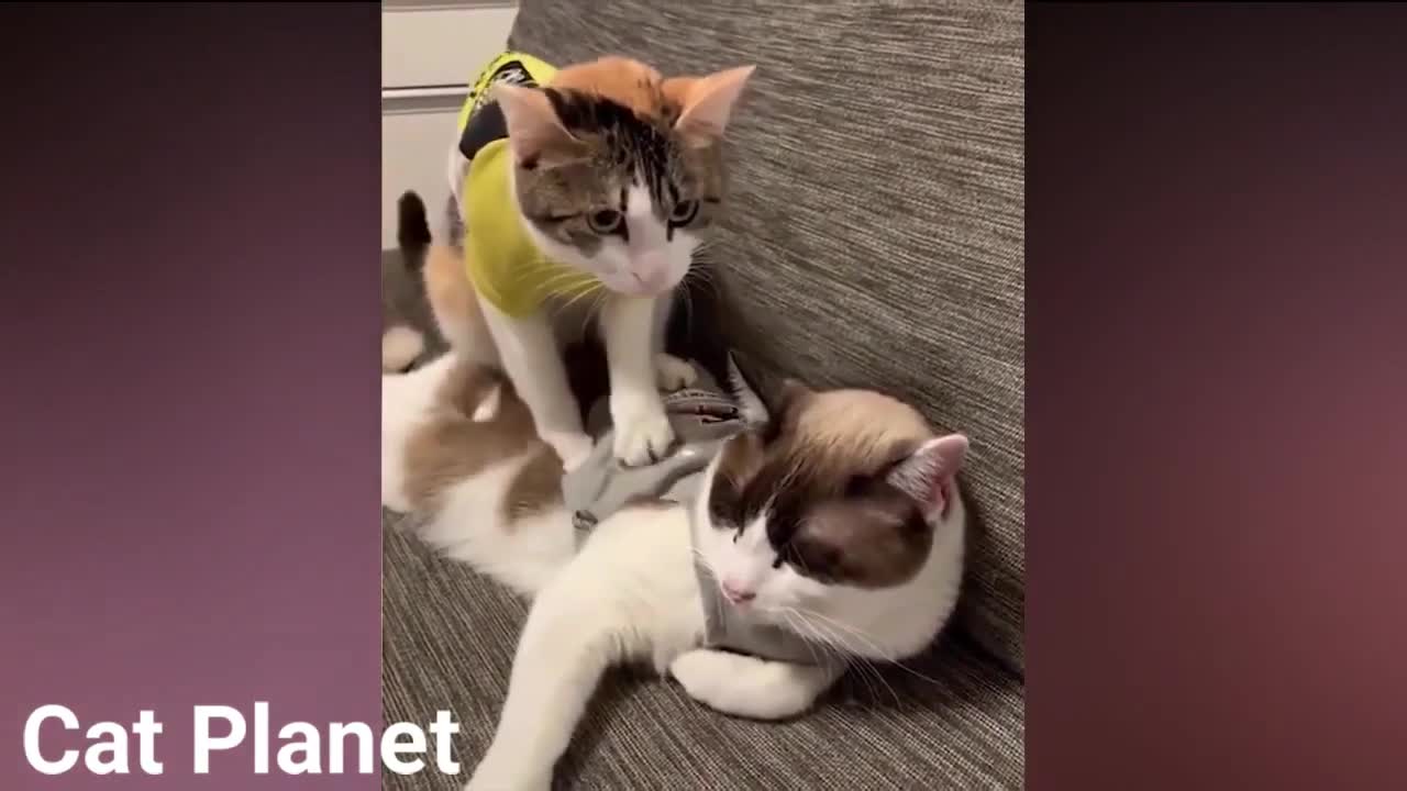 cutest and most playful cats in the world