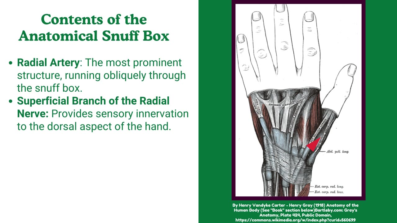 Anatomical Snuff Box Explained Easy IN 2 Minutes Upper Limb Anatomy