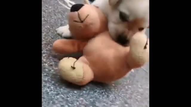 Baby Dogs play🐕️/ Dog funny/Dog/