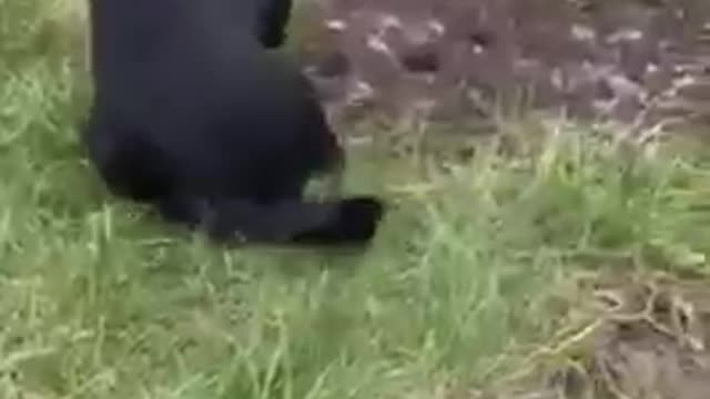 A young puppy is playing outdoors.