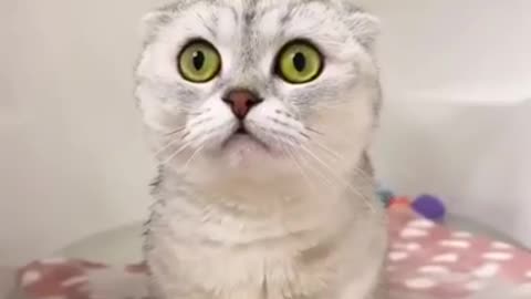 Beautiful Cat Eyes