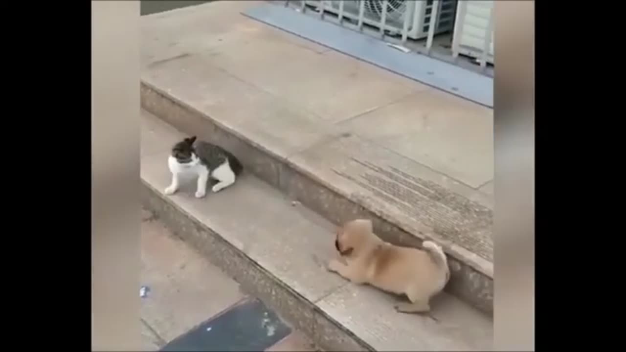 Funny Cat and Dog