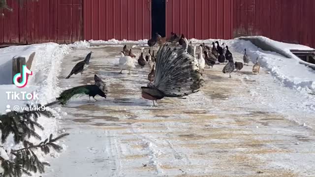 Peafowl dancing