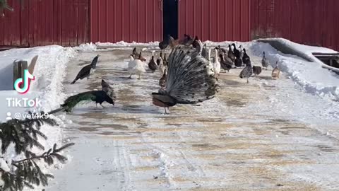 Peafowl dancing