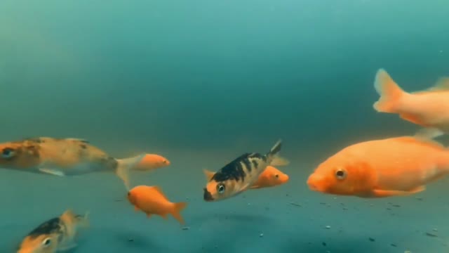 Sweety Fish | see fish activity in the water | reel big fish