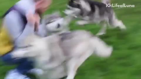 Two grey husky dogs chase each other on grass, run into man