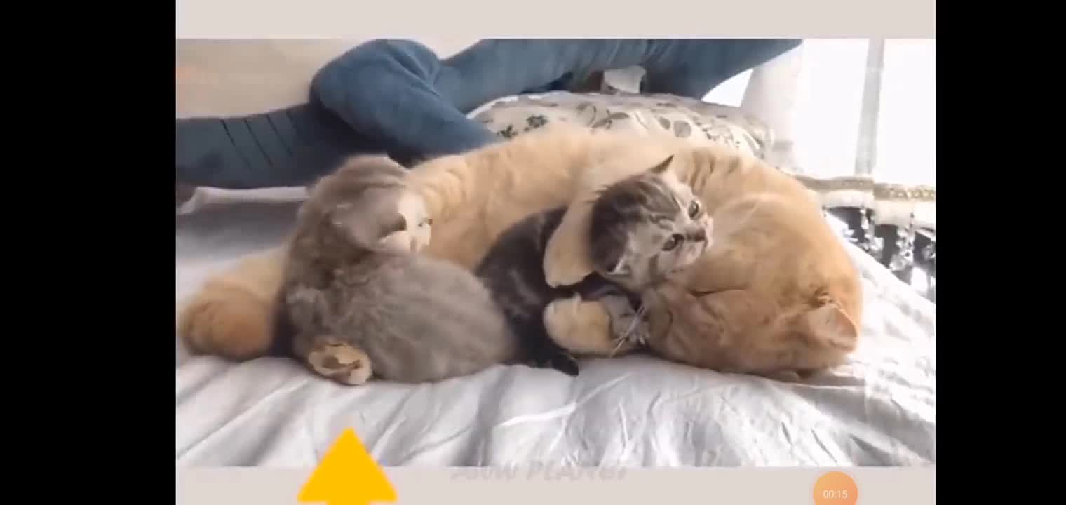 cute cat compiltion