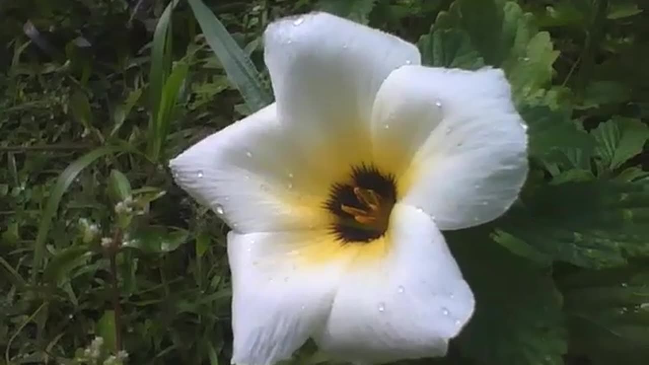 Pretty flower sida sp, recorded from the side near of the grass, it has raindrops [Nature & Animals]