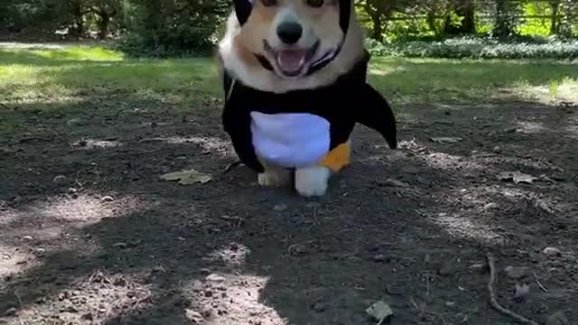 I found a penguin in the forest.