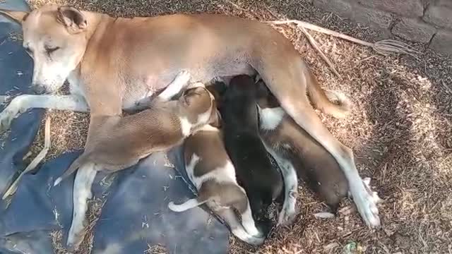 Fantasy video bitch feeding her baby 2