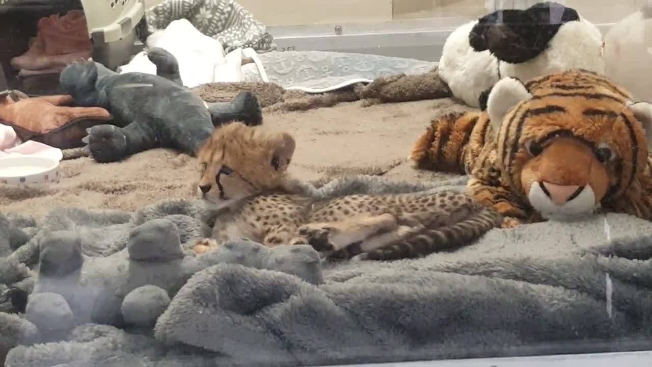 Baby cheetah at the Wild Animal Park