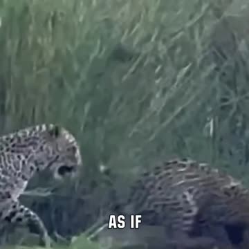 This Little Guy Isn't Scared Of Anyone Or Anything!