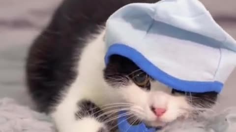 OMG So Cute Cats ♥ Best cute Cat Videos 2021