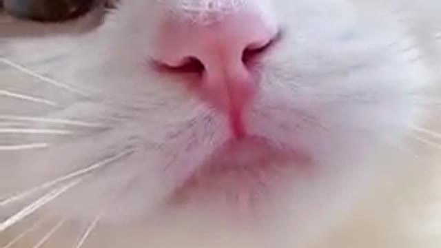 Cute cati fun