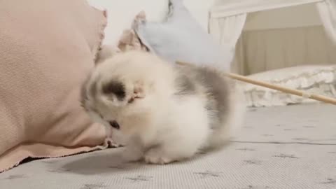 cute kitten videos short leg cat