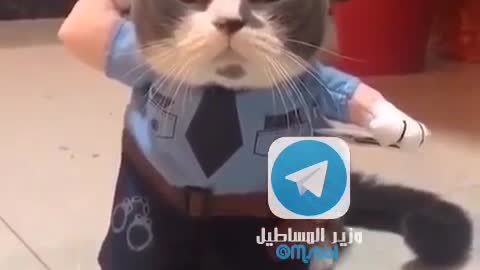 DRESSING FUNNY CAT