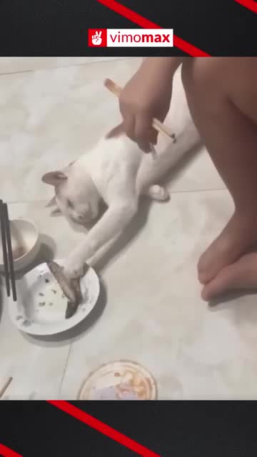 MOST FUNNY CAT & DOG - Mission Impossible Youtube #Shorts