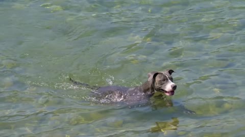 The dog is swimming