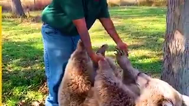 Orphaned Bear Is Reunited With Her Carer