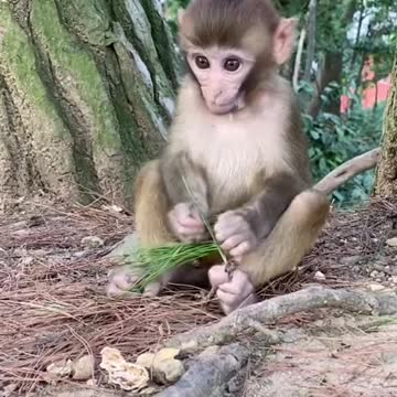 Monkey playing