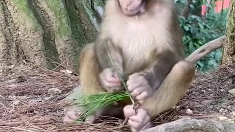 Monkey playing