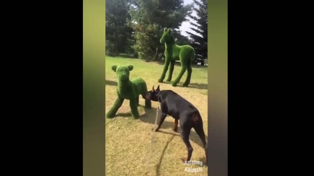 funny animal videos