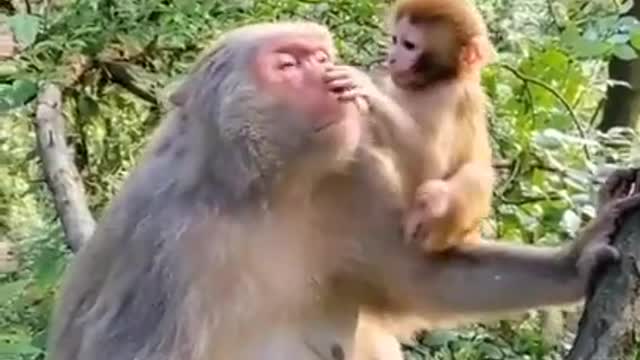 Monkey funny video