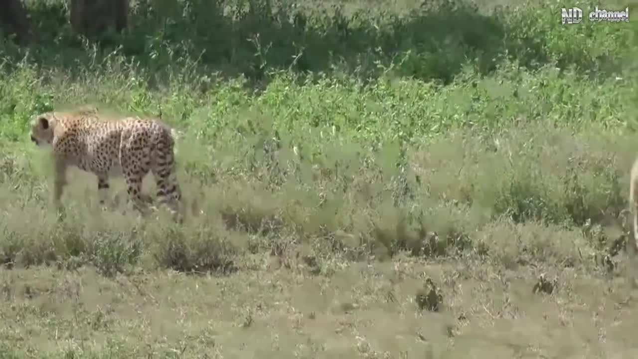 Elephant Of The God, Power Of Mother Animals - Wildebeest Protect Newborn From Cheetah Hunting