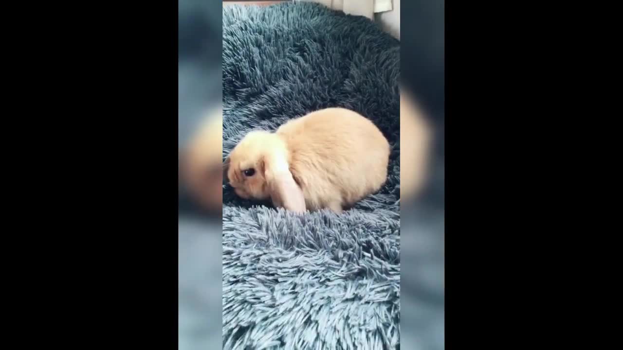 Funny and Cute Bunny Rabbit Video Complication