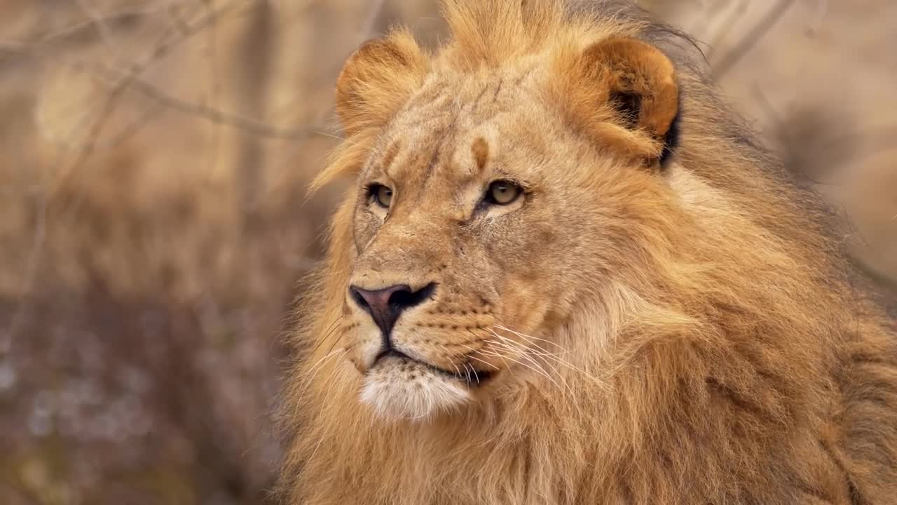 Southwest African lion yawning