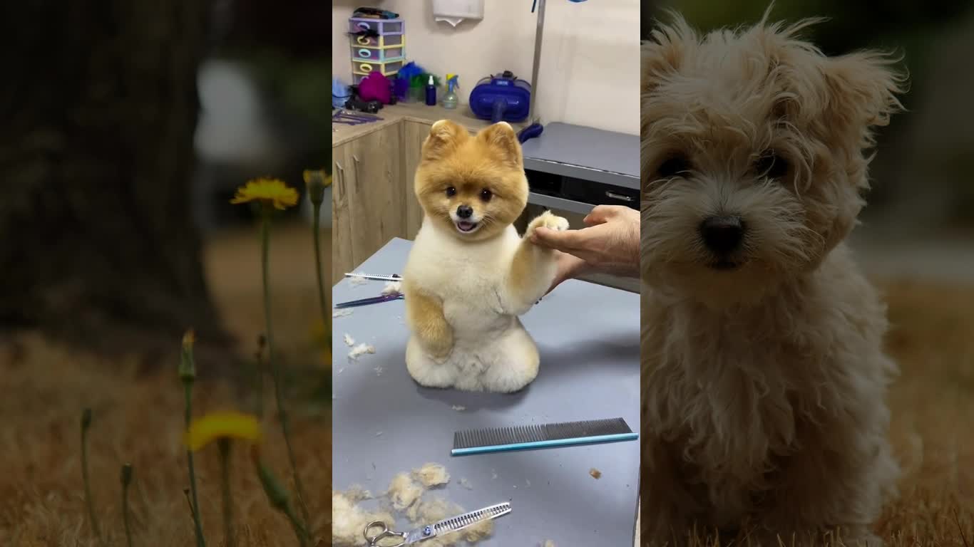 This Puppy Smiles Sweetly While Being Groomed