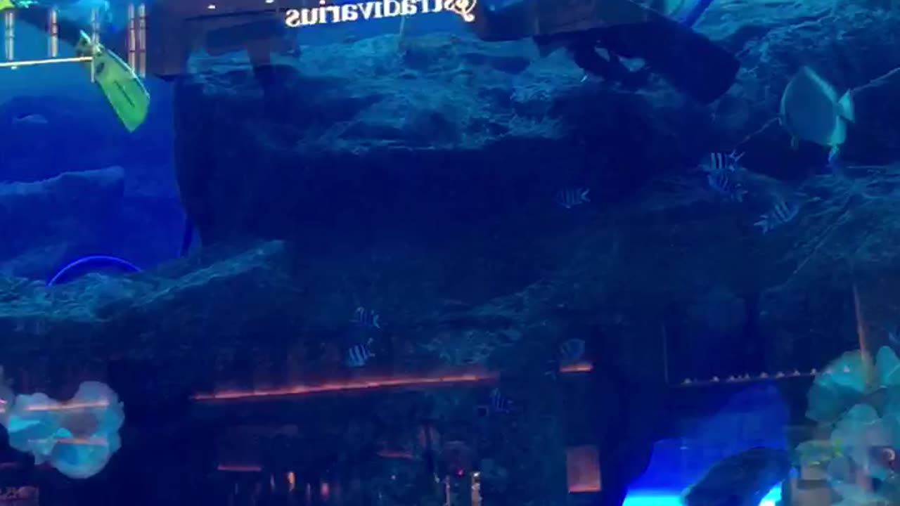 Dubai Mall Fish Aquarium