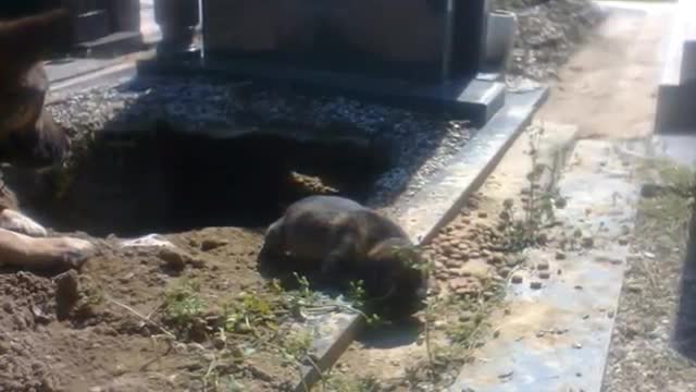 Dogs Reaction to Owner's Grave