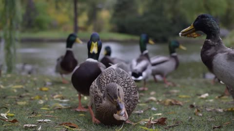 Taking care of Wild Ducks In The Park