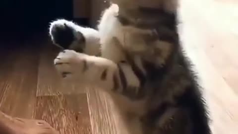 Cute funny cat