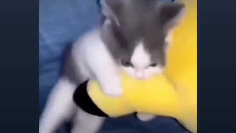 Most funny virela video for cat and engine start 😂🤣🤣🤣😂