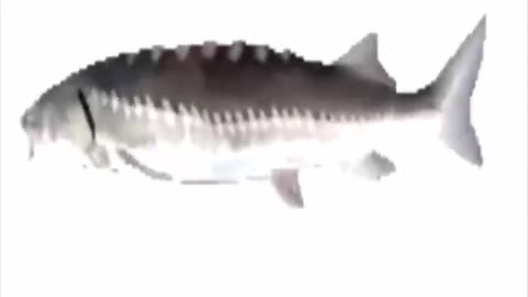 Spinning fish