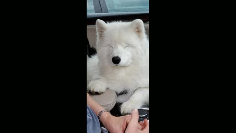 Collection of images of cute dogs
