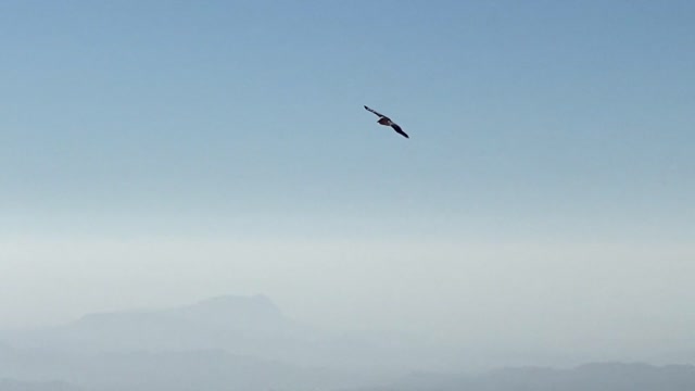 Eagle Fly