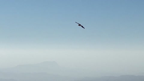 Eagle Fly