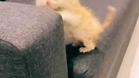 Cute kitten to start your day