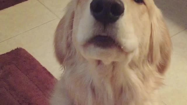 Retriever's Unique Begging Style