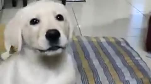 Funny dog