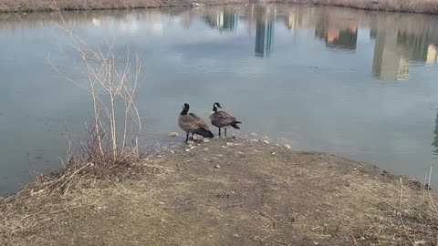 Canada geese