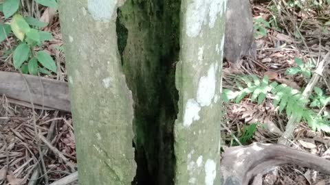 Hole inside the tree