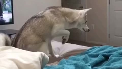 Dog jumps off bed, other dog jumps on