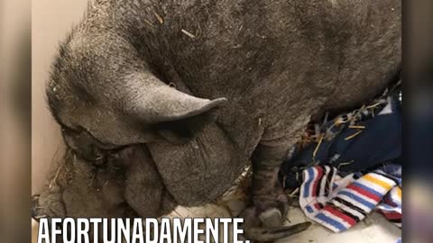 La mantuvieron encerrada por 11 años