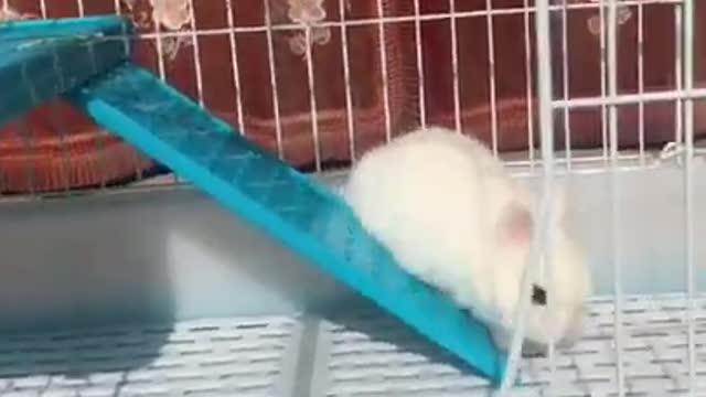 Wow Awesome Funny and Cute Baby Rabbit Videos - Baby Animal Video, Tik Tok Monkeys. #Shorts