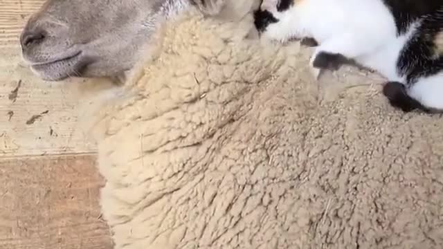 Cat gives sheep a massage. so cute