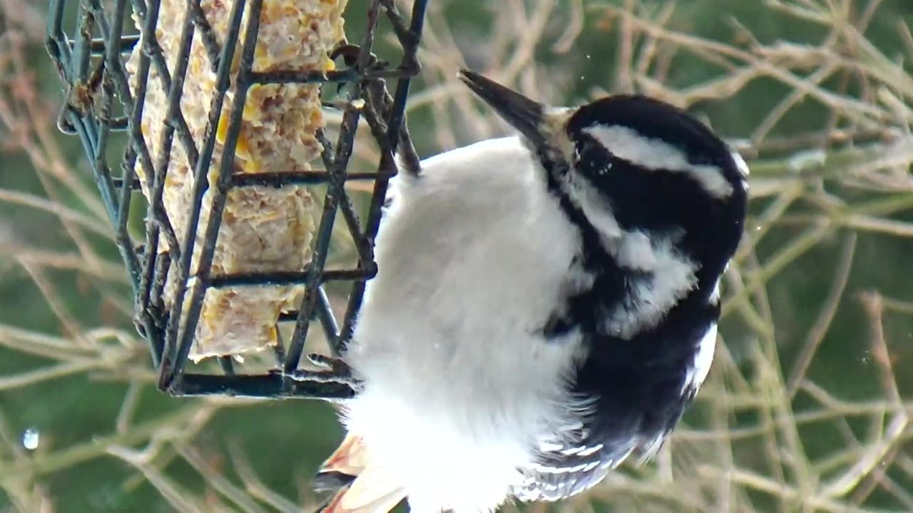 Hairy Woodpecker